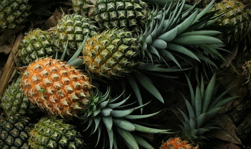 Pineapples piled together on a leafy ground.