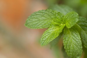 Fresh mint leaves close-up in a garden setting.