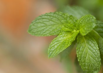 Fresh mint leaves close-up in a garden setting.