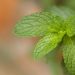 Fresh mint leaves close-up in a garden setting.
