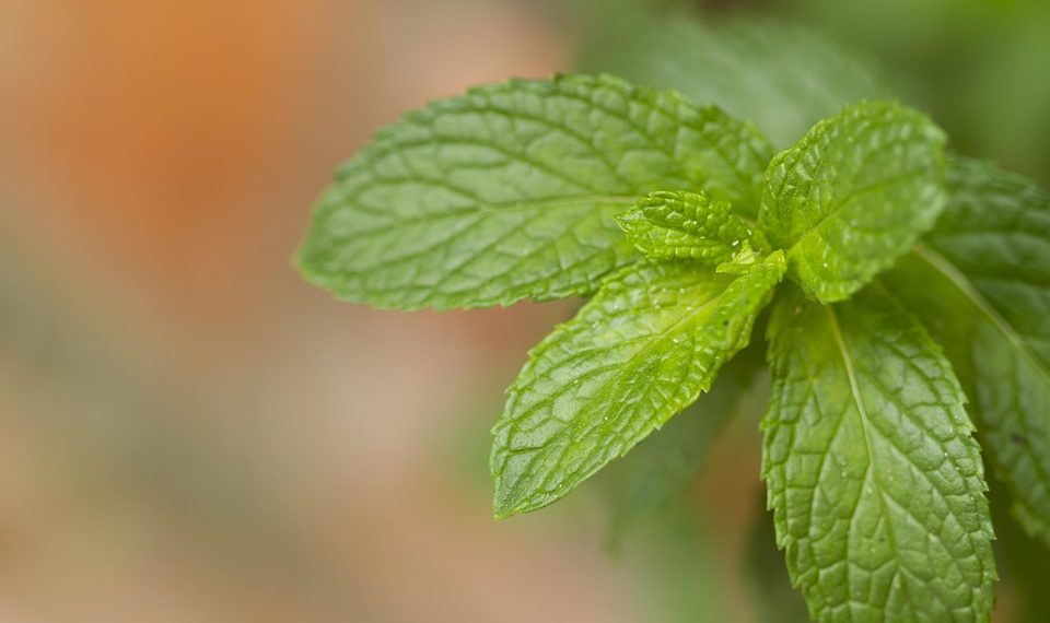 Fresh mint leaves close-up in a garden setting.