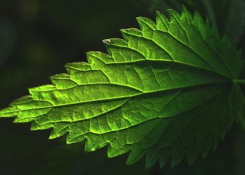 Close-up of a vibrant green leaf with serrated edges.