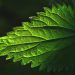 Close-up of a vibrant green leaf with serrated edges.