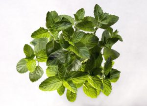 Fresh mint leaves sprouting with vibrant green color.