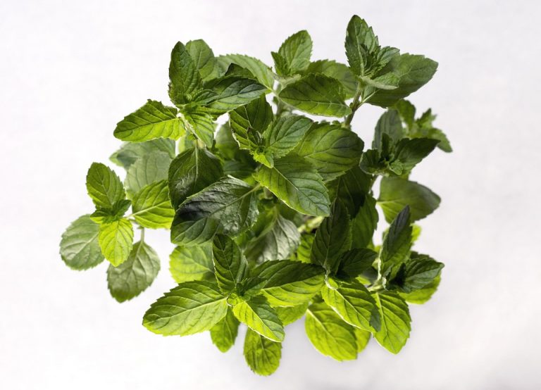 Fresh mint leaves sprouting with vibrant green color.