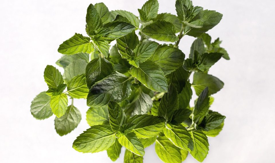 Fresh mint leaves sprouting with vibrant green color.