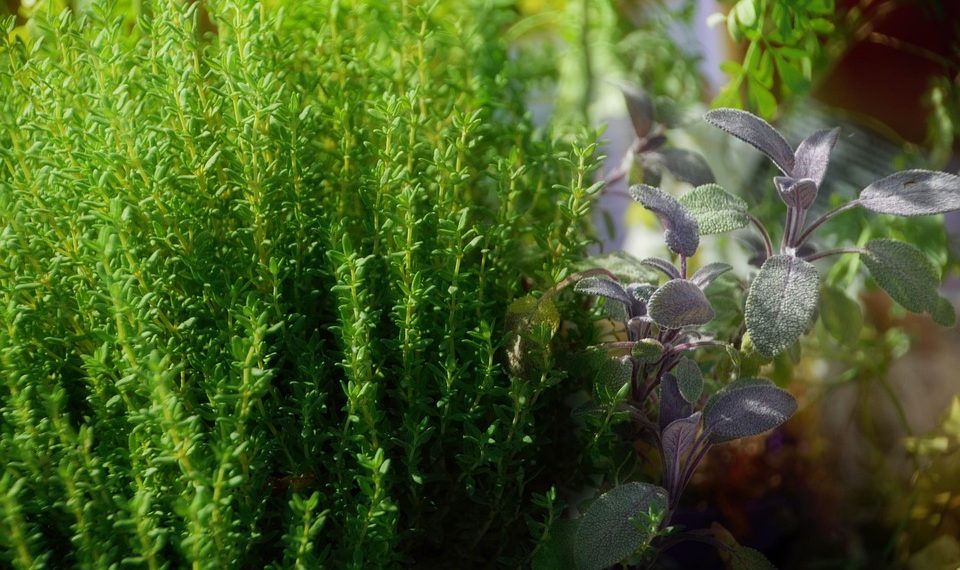 Thyme and sage herbs growing in a garden.