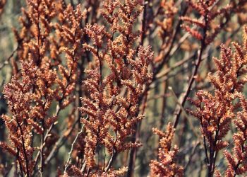 Autumn wildflowers in full bloom with vivid colors.