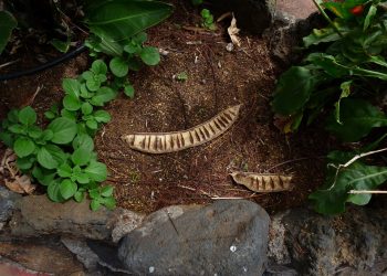 Dried seed pods among lush green leaves in a garden bed.