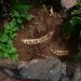 Dried seed pods among lush green leaves in a garden bed.