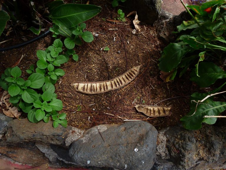 Dried seed pods among lush green leaves in a garden bed.