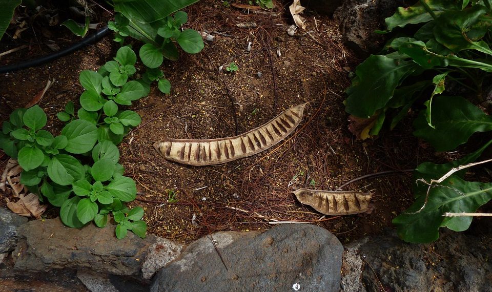 Dried seed pods among lush green leaves in a garden bed.