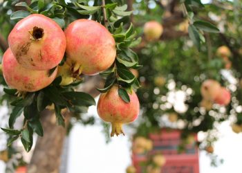 Ripe pomegranates hanging on a tree branch in a garden.