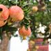 Ripe pomegranates hanging on a tree branch in a garden.