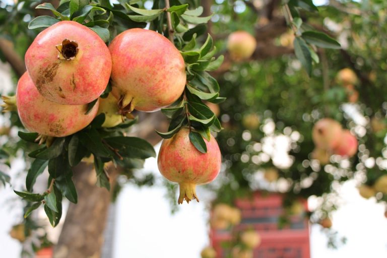 Ripe pomegranates hanging on a tree branch in a garden.