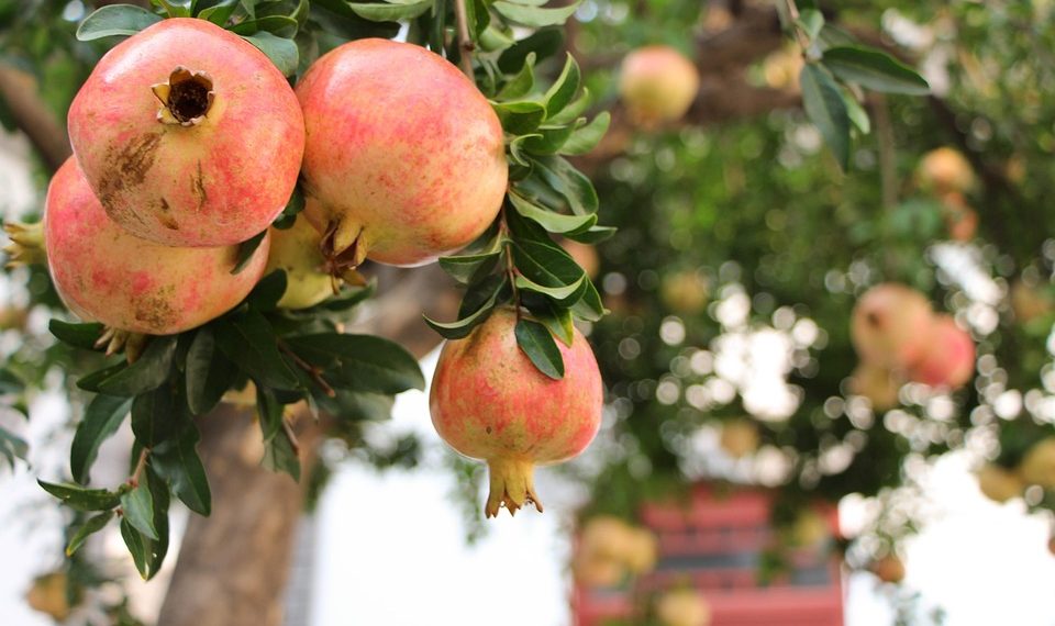 Ripe pomegranates hanging on a tree branch in a garden.