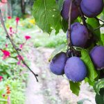 Ripe plums on branch with vibrant garden in background.