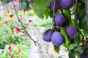 Ripe plums on branch with vibrant garden in background.
