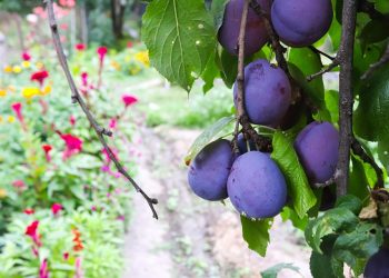 Ripe plums on branch with vibrant garden in background.