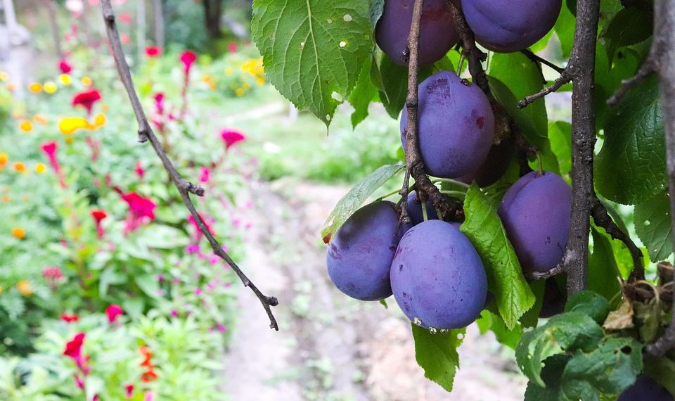 Ripe plums on branch with vibrant garden in background.