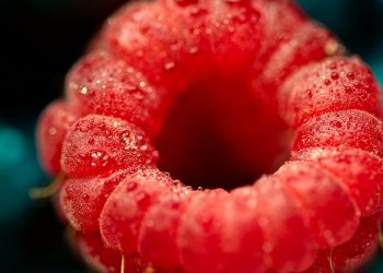 Dewy raspberry close-up showcasing vibrant red texture.