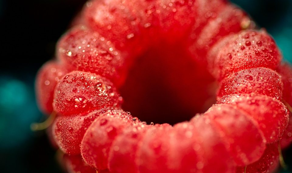 Dewy raspberry close-up showcasing vibrant red texture.