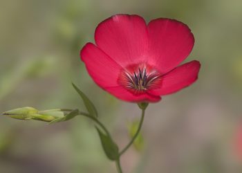 Red flax flower blooming against blurred background.