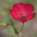 Red flax flower blooming against blurred background.