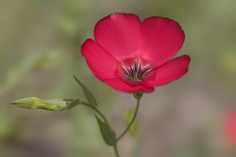 Red flax flower blooming against blurred background.