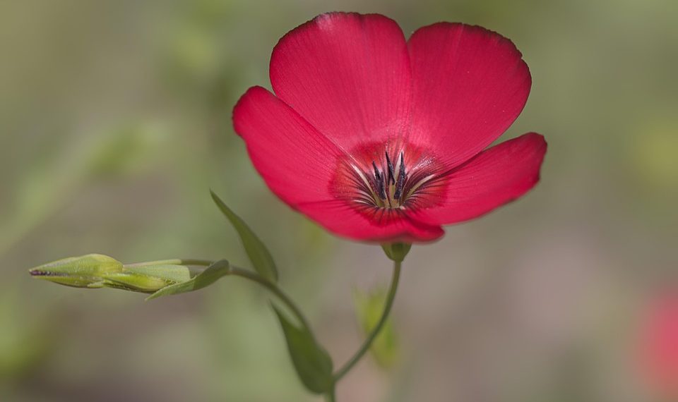 Red flax flower blooming against blurred background.