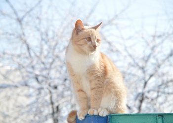 Orange cat sitting on a ledge in a snowy garden.