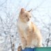 Orange cat sitting on a ledge in a snowy garden.