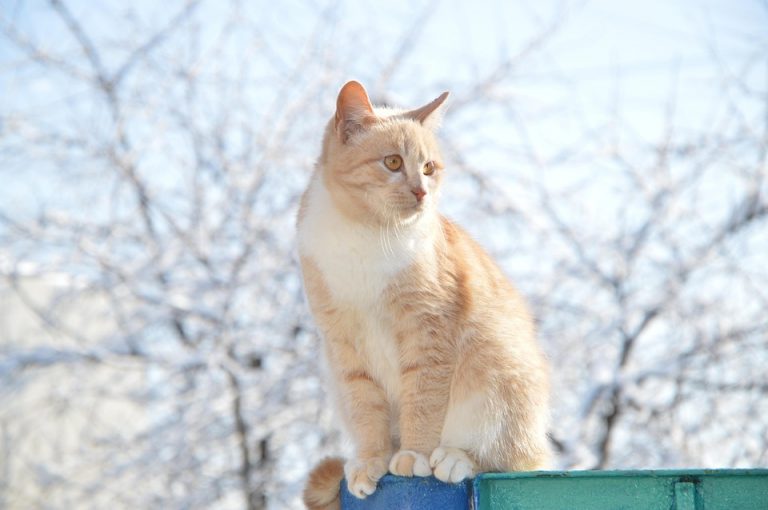 Orange cat sitting on a ledge in a snowy garden.