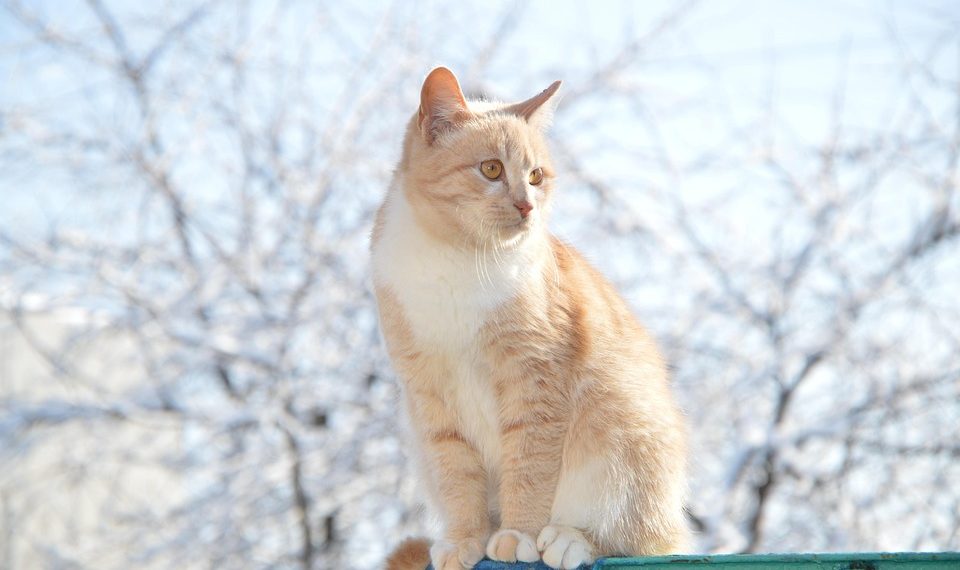 Orange cat sitting on a ledge in a snowy garden.
