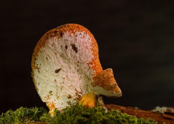 Fungi growing on moss with dark background.