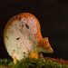 Fungi growing on moss with dark background.