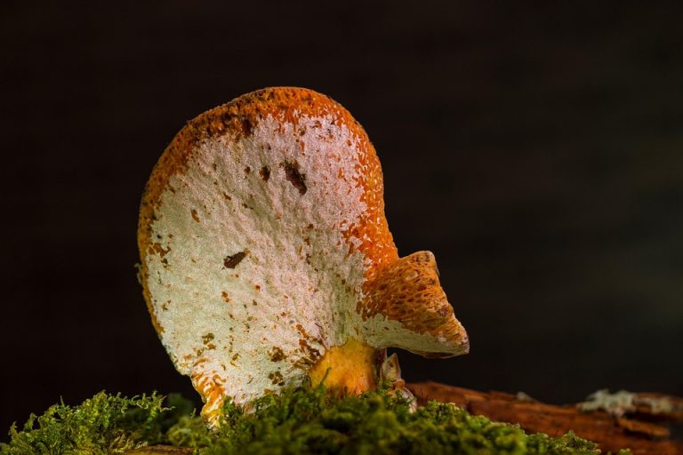Fungi growing on moss with dark background.