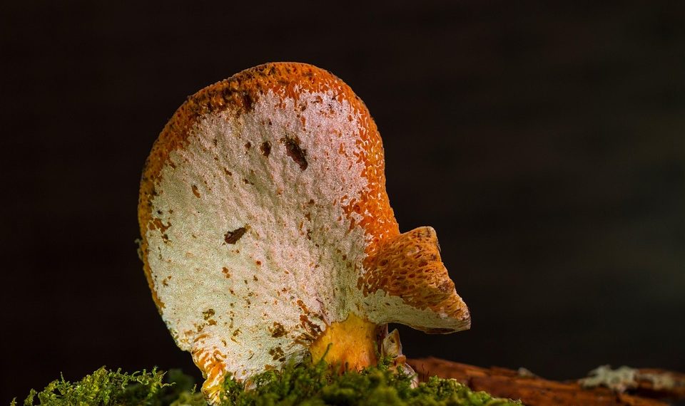 Fungi growing on moss with dark background.
