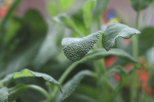 Fresh sage leaves with detailed texture in a garden setting.