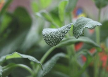 Fresh sage leaves with detailed texture in a garden setting.