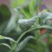 Fresh sage leaves with detailed texture in a garden setting.