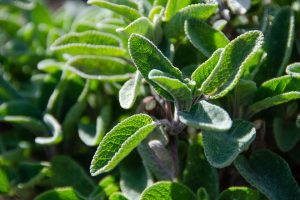 Sage plant with vibrant green leaves in sunlight.