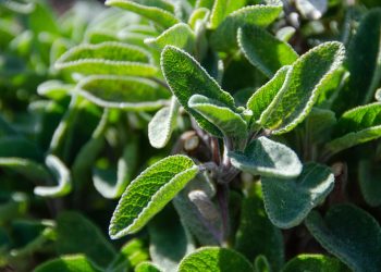 Sage plant with vibrant green leaves in sunlight.