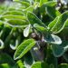 Sage plant with vibrant green leaves in sunlight.