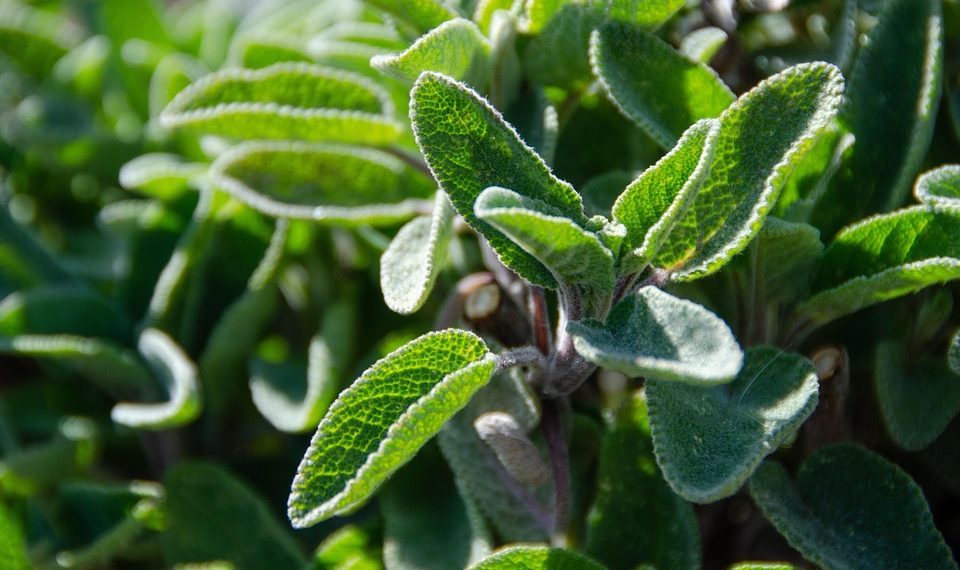 Sage plant with vibrant green leaves in sunlight.