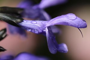 Purple flower close-up with dewdrops on petals.