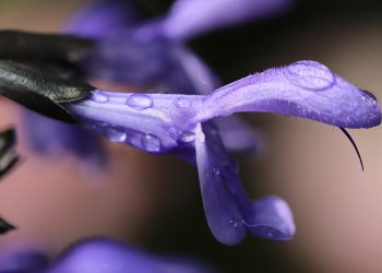 Purple flower close-up with dewdrops on petals.