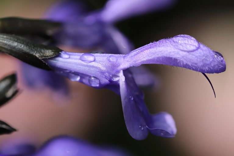 Purple flower close-up with dewdrops on petals.