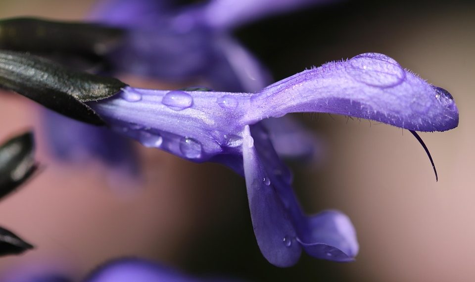 Purple flower close-up with dewdrops on petals.
