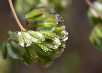 Green seed pods clustered together on a branch.